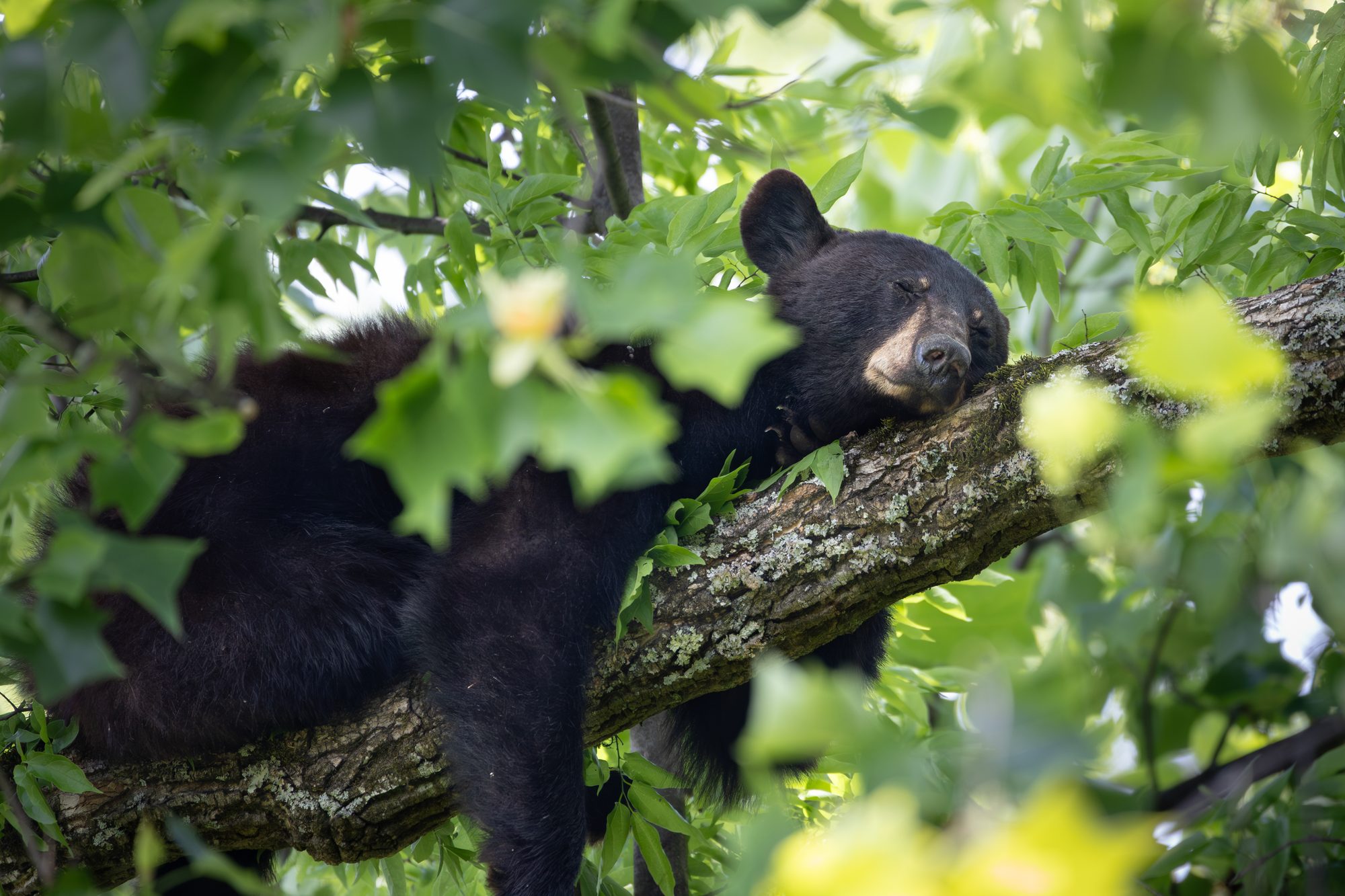 A young black bear resting on a tree branch among green leaves in the Great Smoky Mountains.