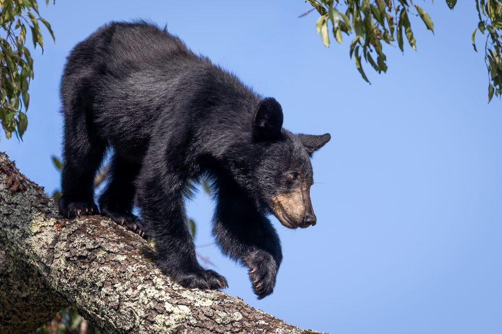 A black bear climbing down a tree limb against a blue sky in the Great Smoky Mountains.