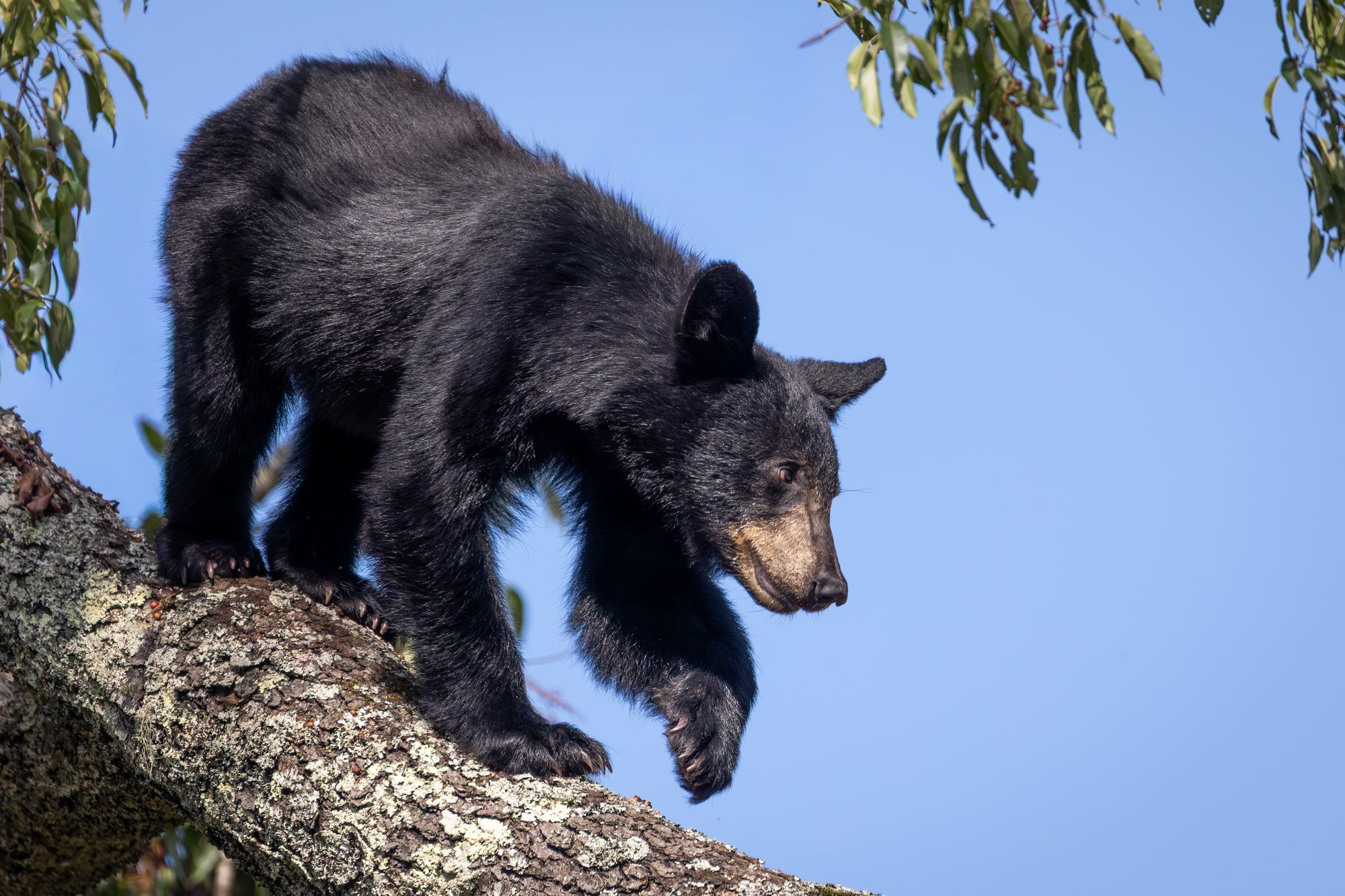 A black bear climbing down a tree limb against a blue sky in the Great Smoky Mountains.