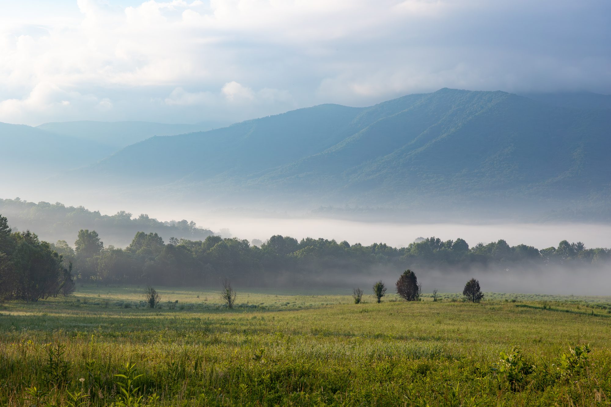 Morning fog drifting through the tree line in Cades Cove, Great Smoky Mountains, East Tennessee, at sunrise.