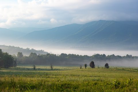 Morning fog drifting through the tree line in Cades Cove, Great Smoky Mountains, East Tennessee, at sunrise.