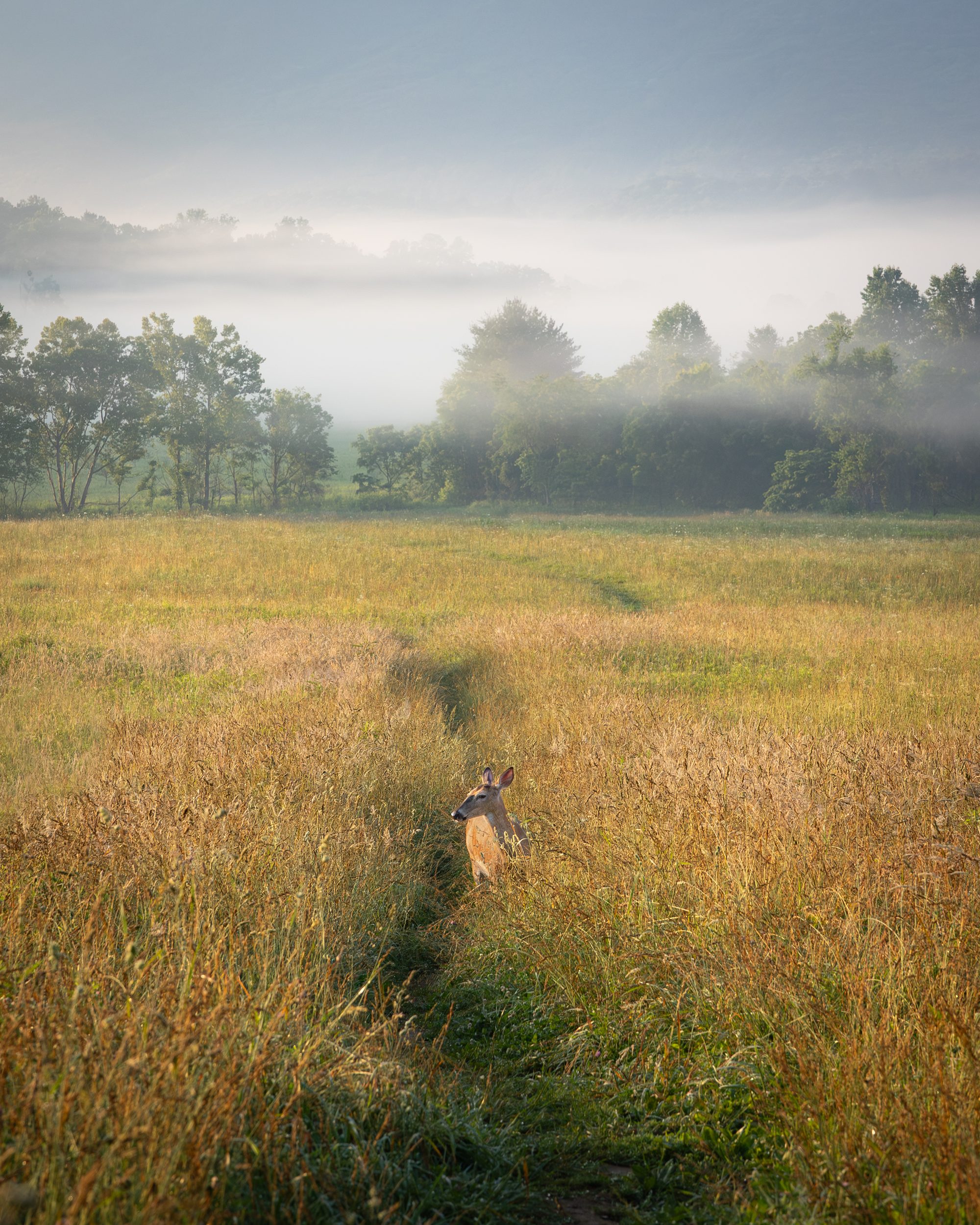 A single white-tailed deer on a grass path in a misty field at sunrise in Cades Cove, Great Smoky Mountains.