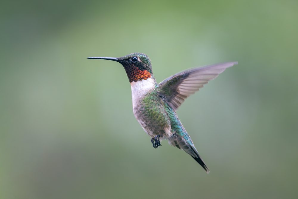 A male ruby-throated hummingbird hovering with a brilliant red throat against a soft green background, East Tennessee.