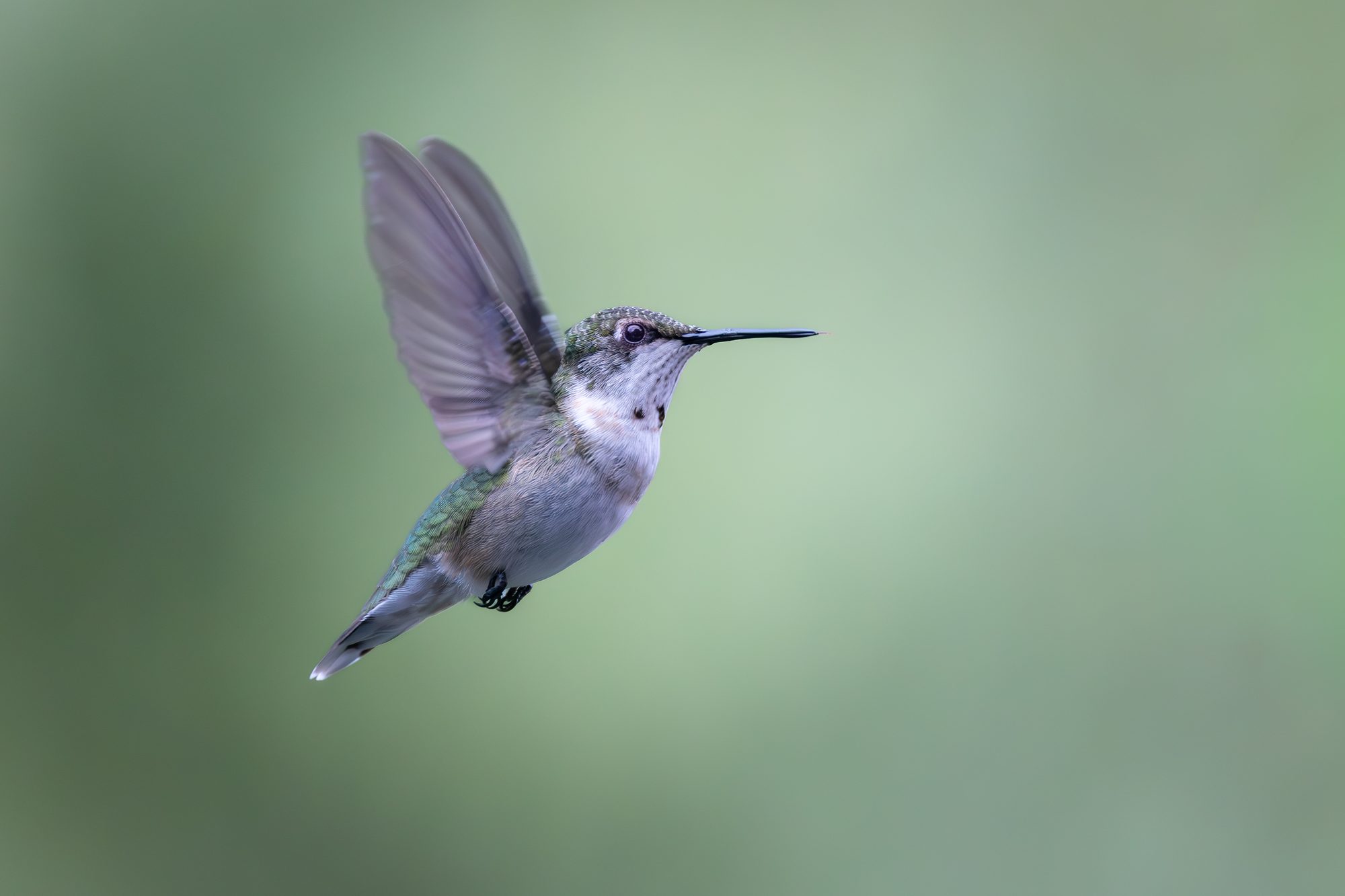 A female ruby-throated hummingbird hovering with wings blurred against a green background, East Tennessee.