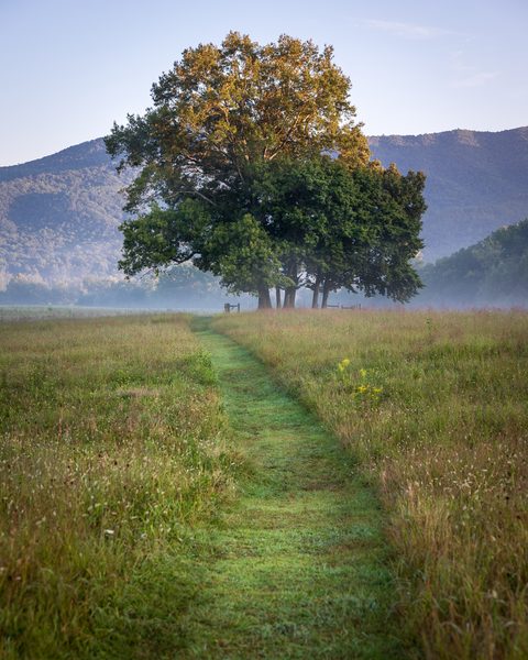 A large oak tree catching first light at the end of a grass path in Cades Cove, with hazy mountains behind.