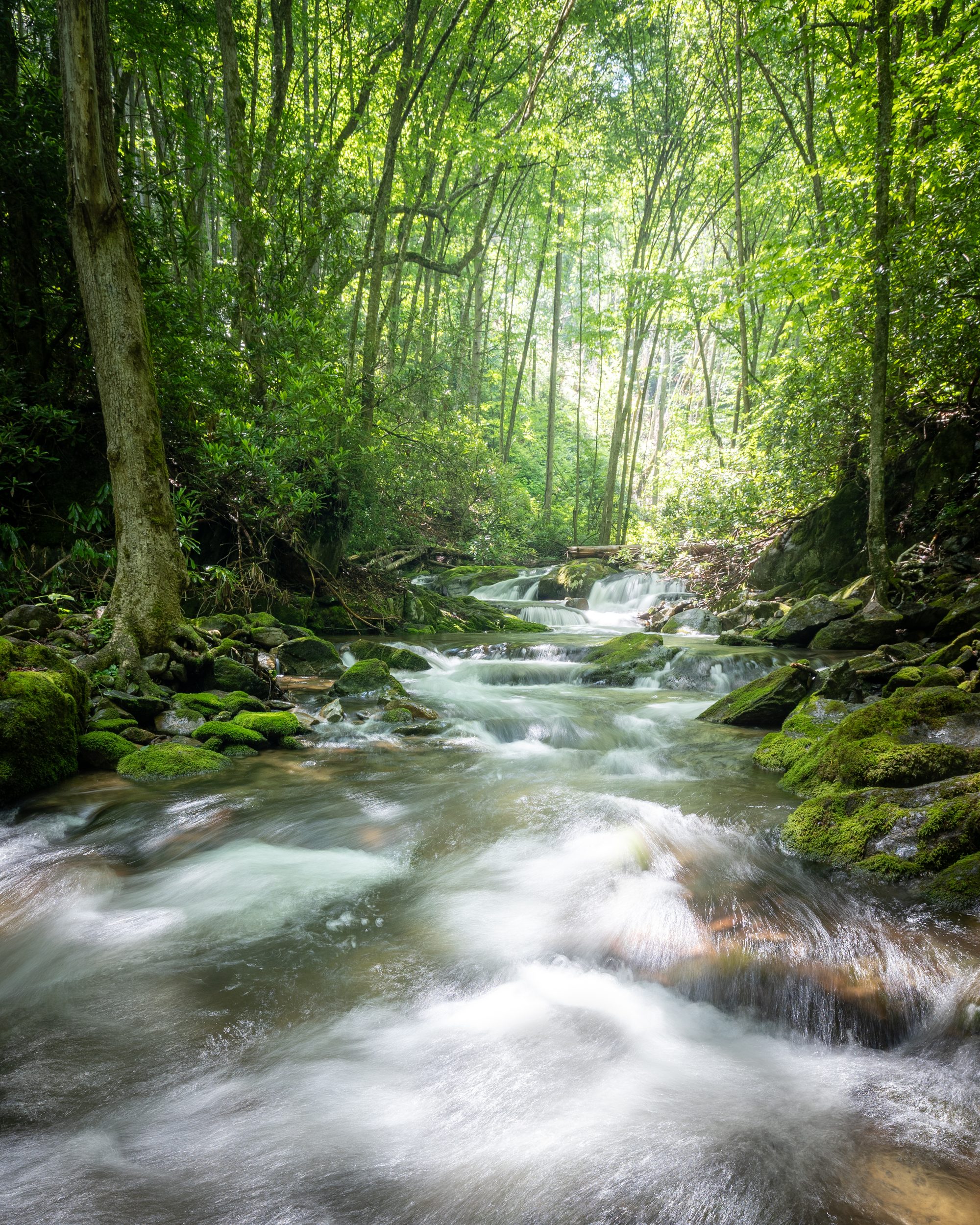 Light filtering through forest onto Rocky Fork rushing past mossy boulders, long exposure, Cherokee National Forest.