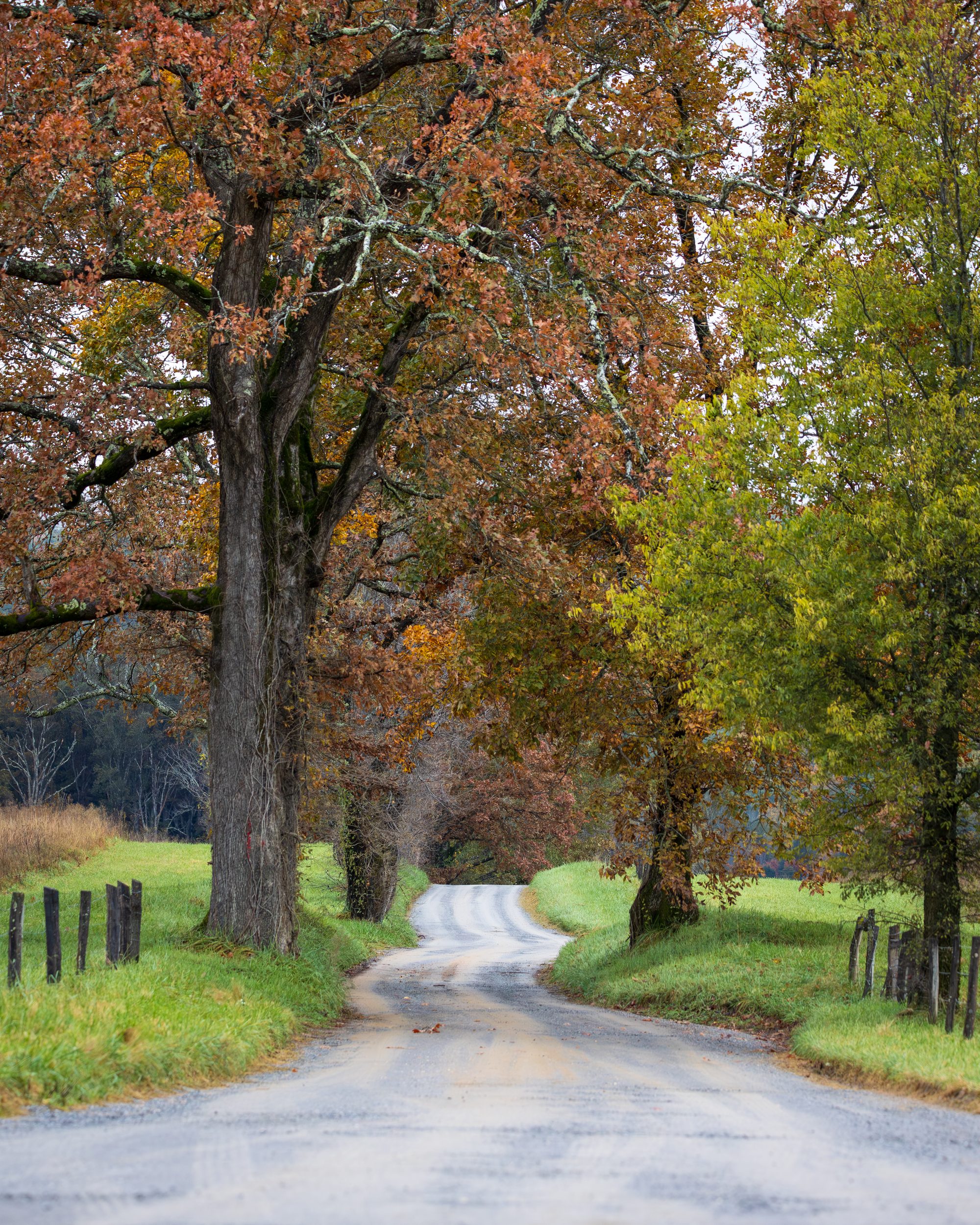 A winding gravel lane beneath oak trees in autumn color in Cades Cove, Great Smoky Mountains.