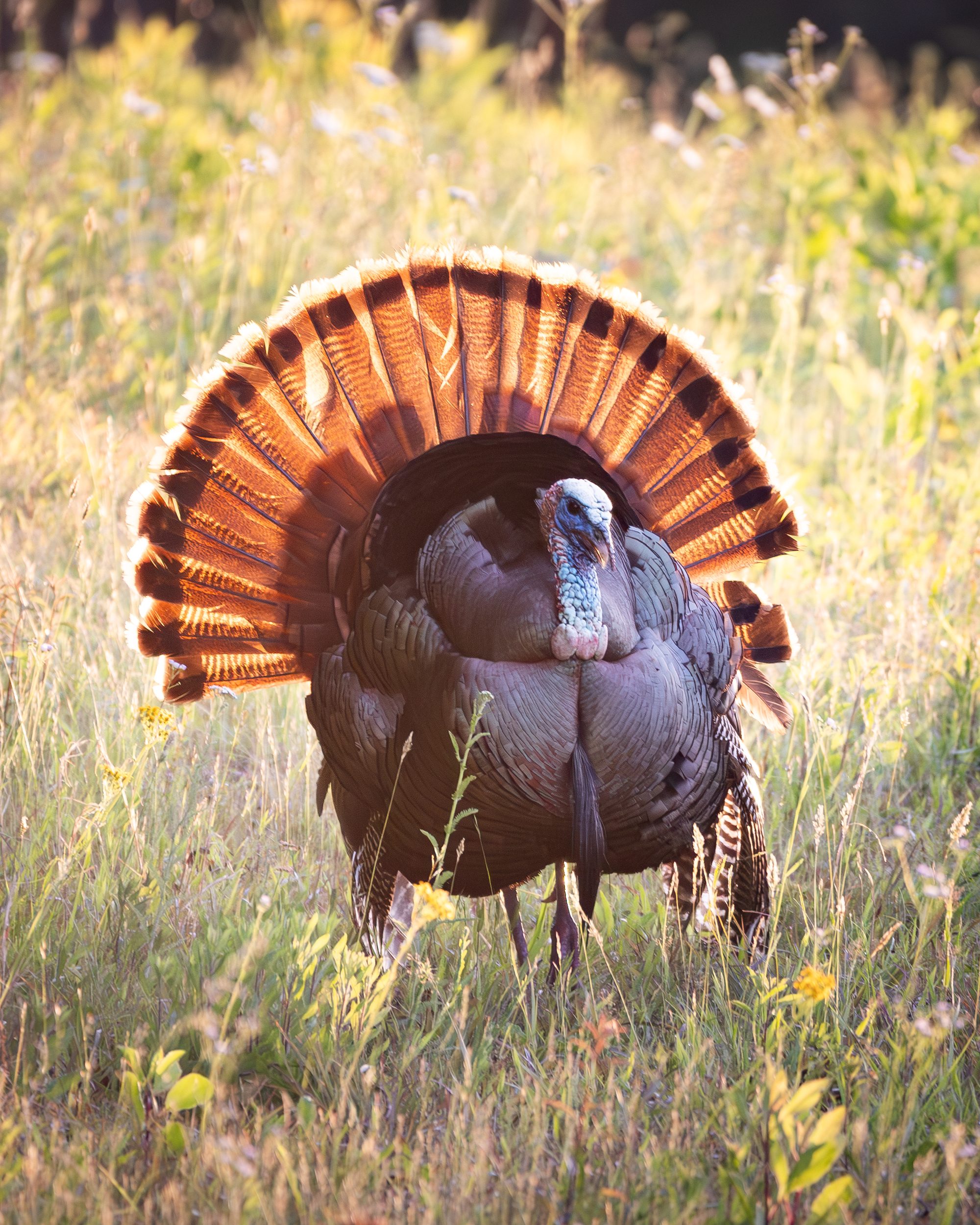 A wild turkey fanning its tail in backlit morning sun, every feather glowing, Cades Cove, Great Smoky Mountains.