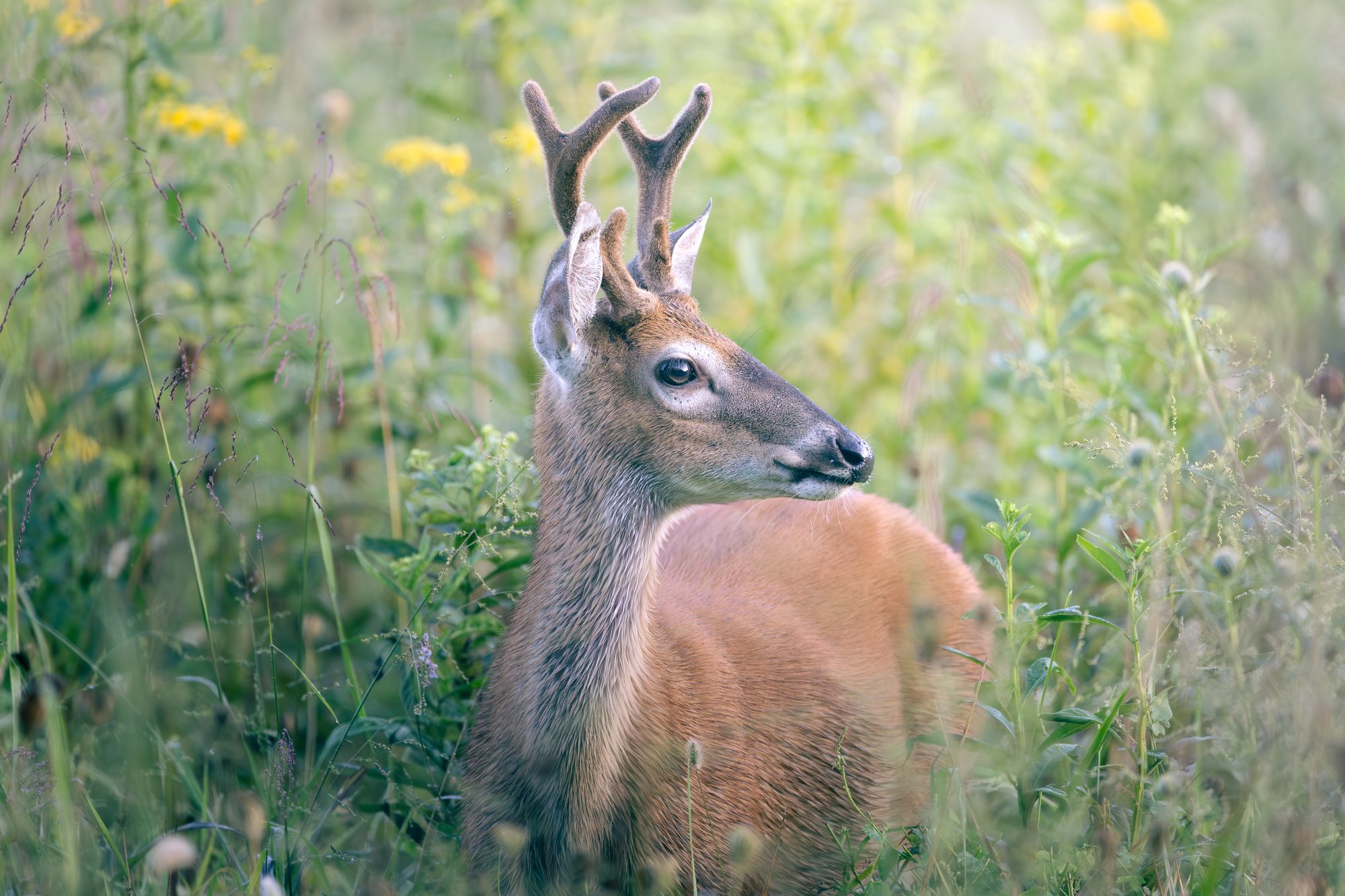 A white-tailed buck with antlers in velvet standing in tall morning grass in East Tennessee.