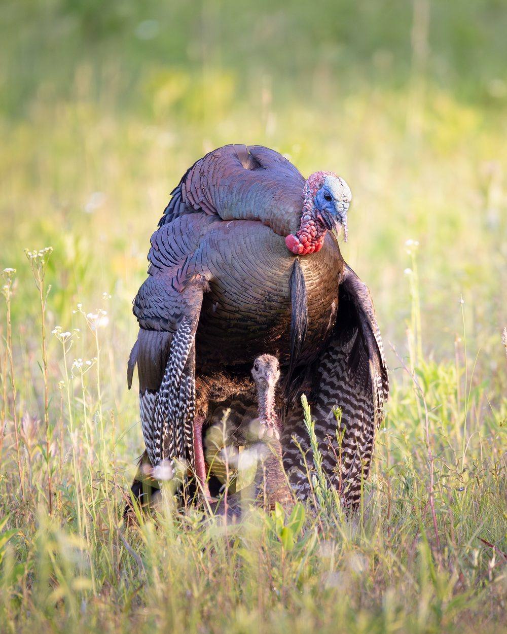 A wild turkey tom in full strut with its tail fanned, lit by early morning sun, Cades Cove, Great Smoky Mountains.