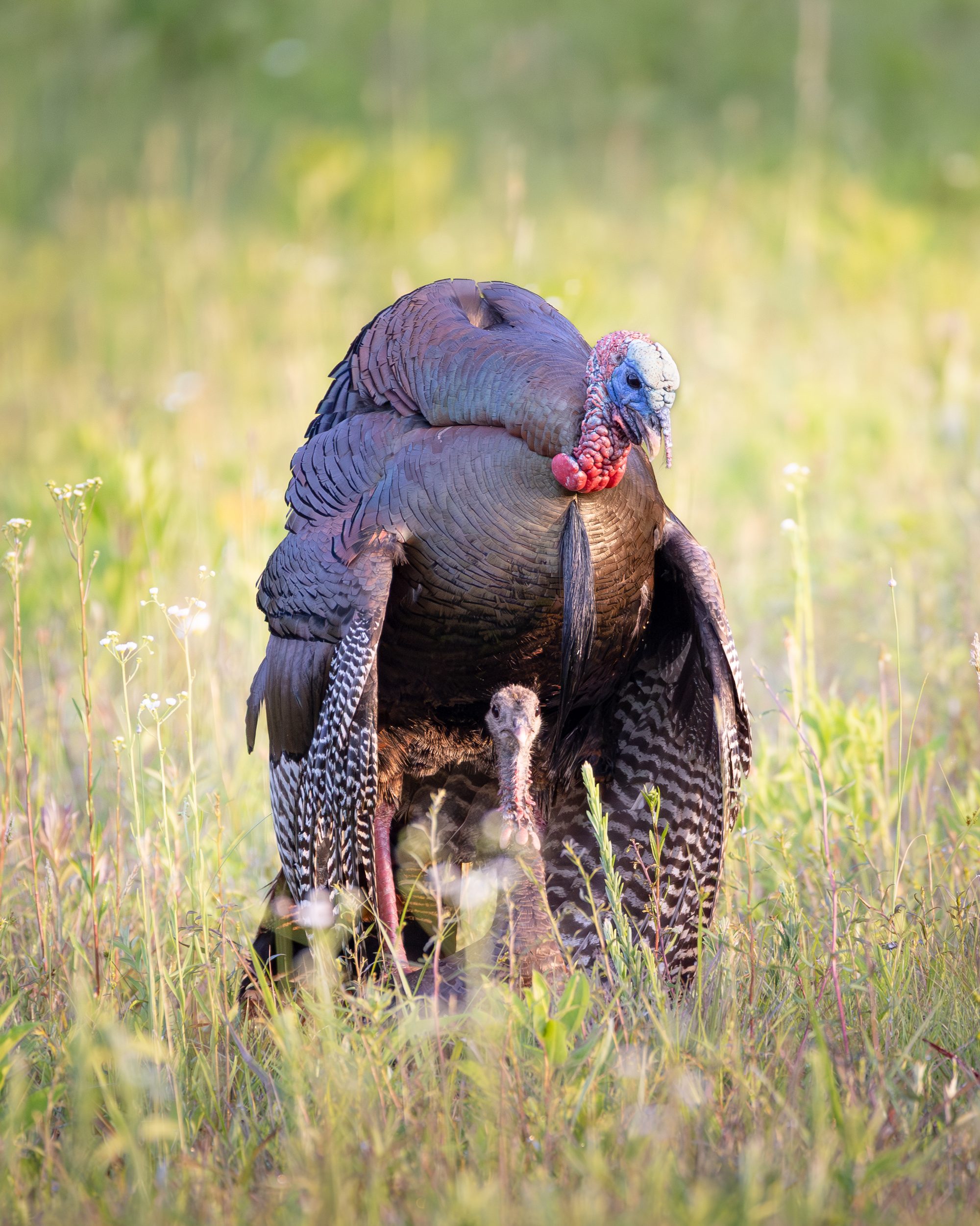A wild turkey tom in full strut with its tail fanned, lit by early morning sun, Cades Cove, Great Smoky Mountains.