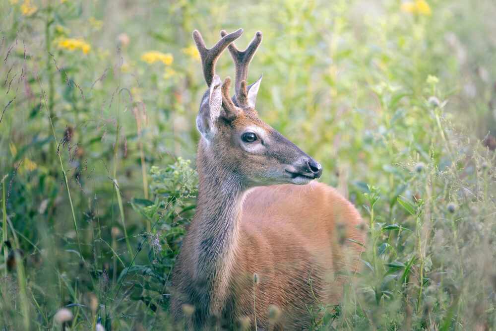 Fine-art landscape and wildlife photography of East Tennessee by Tim McLeod